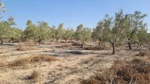 Finca Rústica en Monforte del Cid, Alicante - ¡Una Oportunidad Única! 🌳🌞