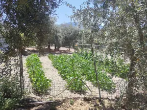 FINCA DE RECREO Y OLIVAR