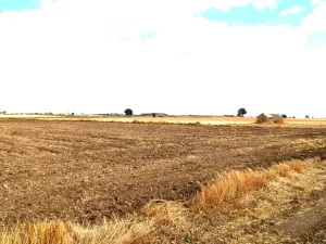 finca en venta 9 has labor regadío en Daimiel