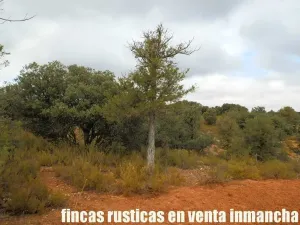 finca en venta recreo 196 has. en Ruidera
