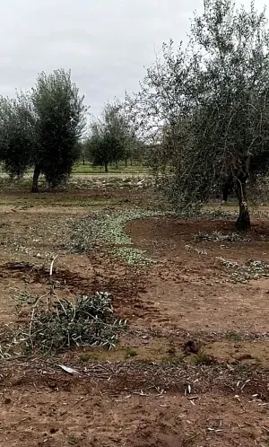 Espectacular finca de olivos en Jaén