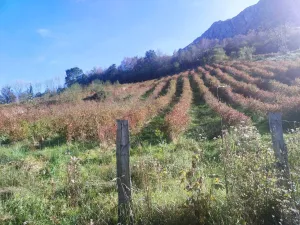 Cabaña con plantación de arandanos