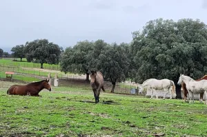FINCA GANADERA DE 700HA EN EL NORESTE DE CÁCE
