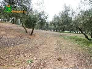 Finca rústica en Peligros - Sierra de la Alfaguara.
