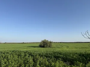 FINCA RÚSTICA PRODUCTIVA EN CAMPIÑA ECIJANA