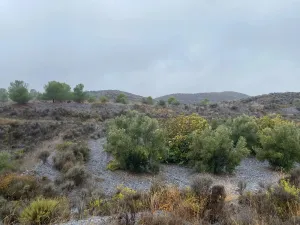 FINCA OLIVOS Y PINOS