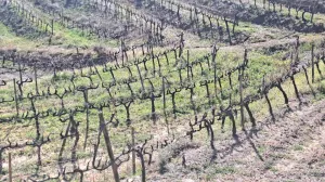 Venta Finca Rústica, Urb. Castellmoster, Castellvell Del Camp