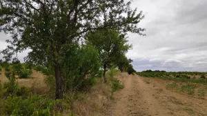 Finca secano en Santa Clara de Avedillo