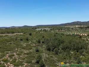 finca en venta 544 has. labor viña caza mayor