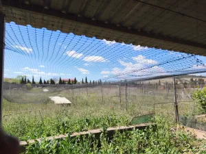 Finca Rustica granja de gallinas ecológicas