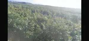 FINCA DE REGADÍO FRUTALES CIRUELOS