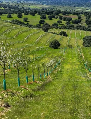 ^**^FINCA AGRÍCOLA Y DE RECREO EN TOLEDO – 17 HECTÁREAS CON MÚLTIPLES POSIBILIDADES DE DESARROLLO^**^