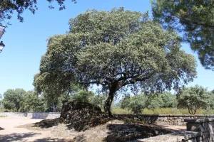 Finca exclusiva en Madrid Ref. 1549