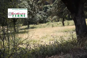 Finca ganadera y cinegética en Espiel