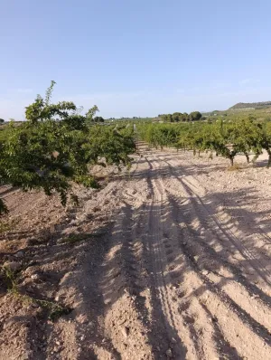 Finca rústica de 30.771 m2 con 500 almendros, 35 oliveras y almacén en Bullas
