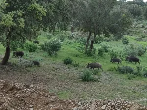 ^**^ACTIVO PATRIMONIAL ÚNICO EN ESPAÑA –4.500 HECTÁREAS DE DEHESA, CAZA, RECURSOS NATURALES Y EXPLOTACIÓN AGROFORESTAL^**^