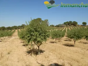 Finca en venta 200 has. labor riego Almendros