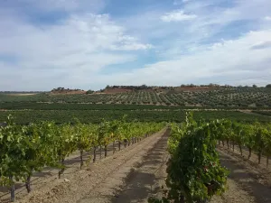 OPORTUNIDAD VENTA DE GRAN FINCA DE REGADIO