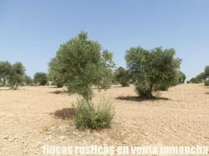 finca en venta 70 has. labor olivar riego