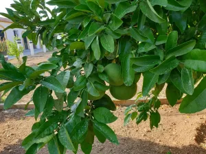 4. Finca premium en plena Costa del Sol