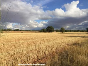 finca en venta 1309 Has. labor caza menor