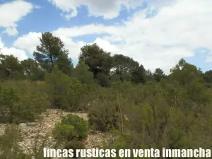 finca en venta 464 has. labor monte Albacete