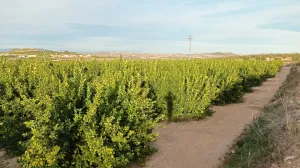 FINCA DE REGADÍO DE POMELOS EN FTE. LIBRILLA