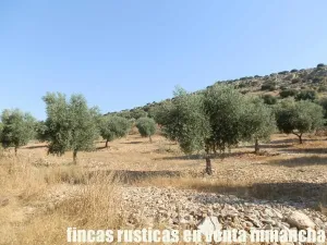 finca venta 326 has labor ganadera en Almagro