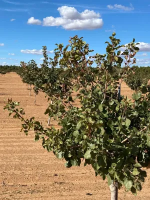 [gestifincarustica] - PISTACHOS