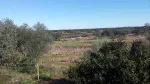 Finca en San Bartolome de la Torre