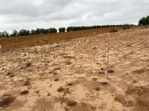 Finca en Bollullos par del condado Bollullos