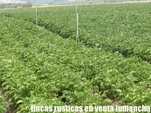 finca en venta 28 has. labor riego en Villena