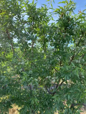 FINCA DE REGADÍO DE ALMENDROS DE 12 HECTÁREAS
