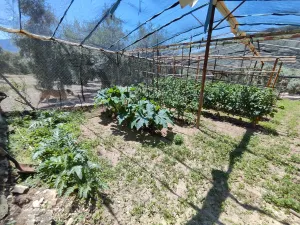 FINCA DE RECREO Y OLIVAR