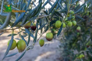 2 Fincas rústicas con mas de 15.000 m2 en total. En Pinos del Valle (VENTA JUNTAS o SEPARADAS)