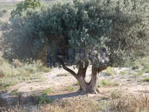 Finca en Agost Alicante