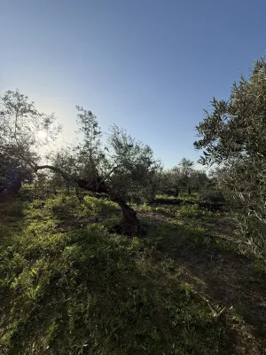 FINCA RÚSTICA PRODUCTIVA EN CAMPIÑA ECIJANA