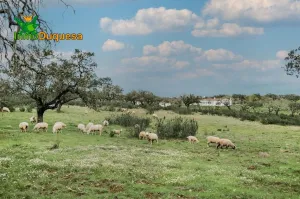 Finca de recreo en Huelva (junto a Portugal).