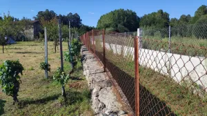 Finca Carballiño con pequeña viña y árboles