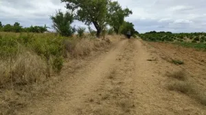 Finca secano en Santa Clara de Avedillo