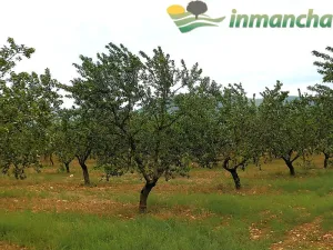 finca en venta 166 has. labor viña riego