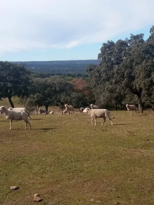 FINCA DE DEHESA DE 30 HECTÁREAS EN PLENA SIERRA MORENA (CORDOBA)