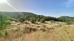 FINCA DE 6 Hectáreas con CASA CORTIJO para reformar