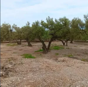 Finca Rústica con Olivos y Caseta Reformada en Entorno Natural
