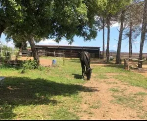 Casa con instalaciones para 5 caballos (REGA)