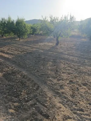 Finca rústica de 30.771 m2 con 500 almendros, 35 oliveras y almacén en Bullas