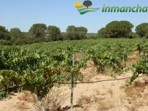 Finca en venta 200 has. labor riego Almendros