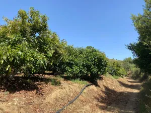 Finca agrícola productiva